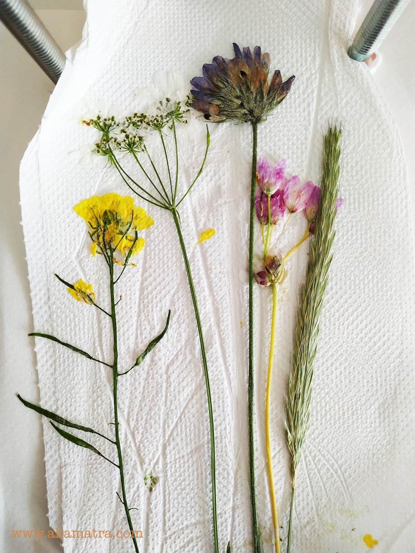 pressed flowers DIY