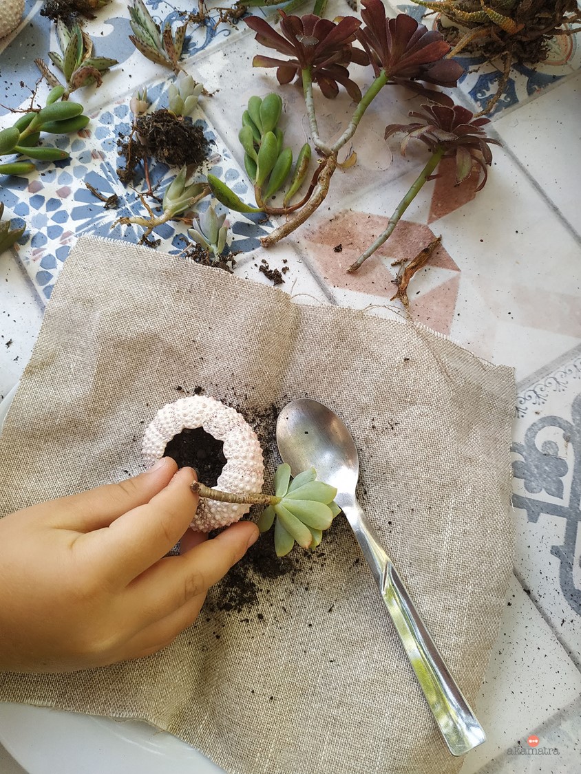 DIY summer succulent garden 3