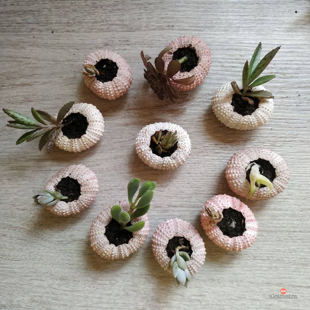 DIY summer succulent garden 4