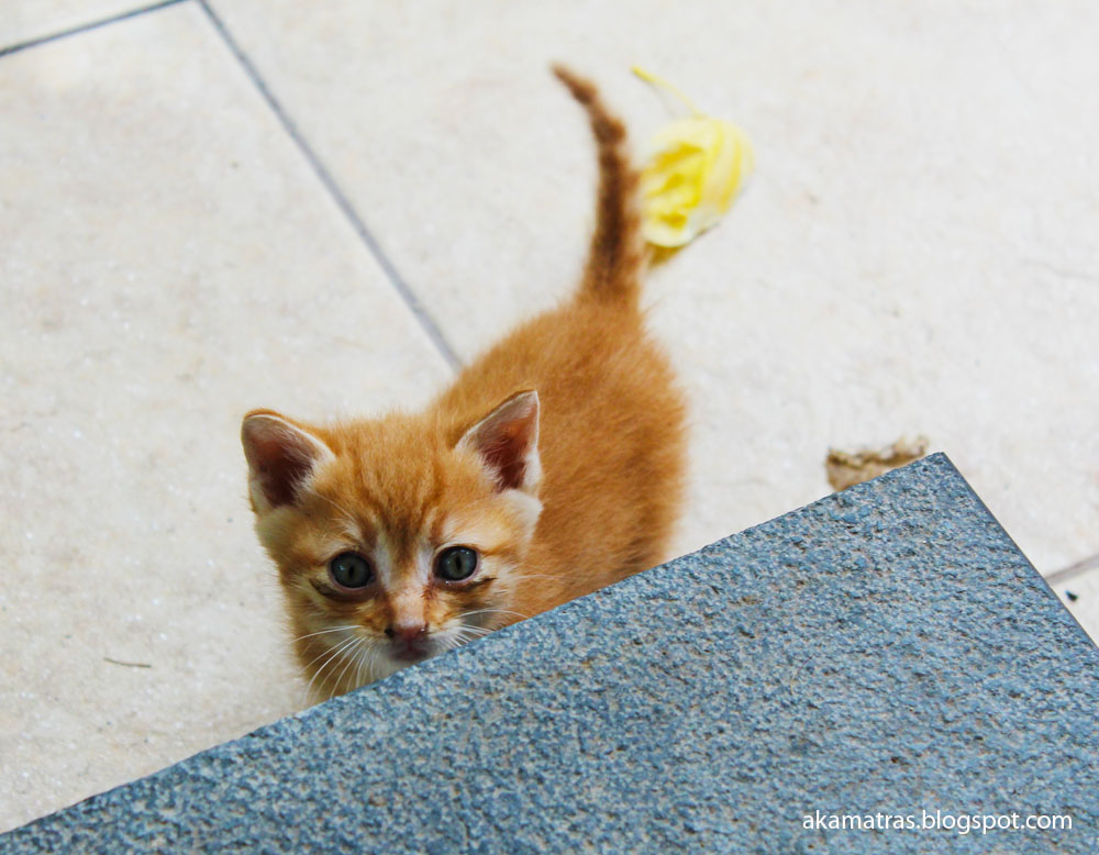 a cute ginger cat looking at the camera