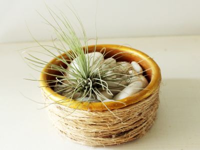 How to make an air plant pot