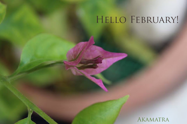 Hello February!