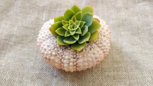 diy-summer-succulent-garden