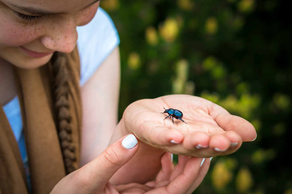 beetle-1422370_1920.jpeg