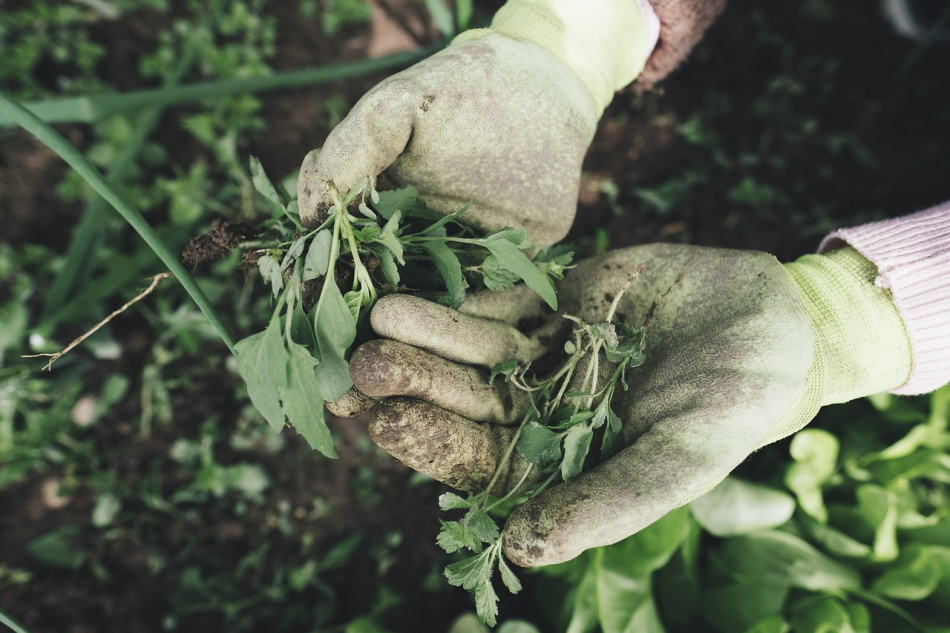 gardening-2518377_1280.jpeg