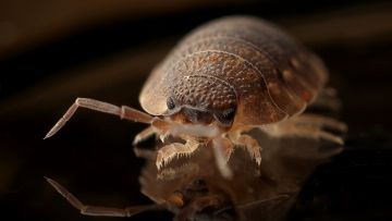 do-you-need-commercial-pest-control-1.jpeg