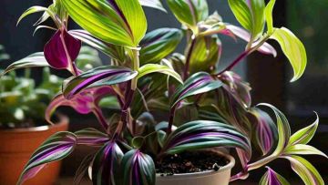 wandering-jew-plant.jpeg