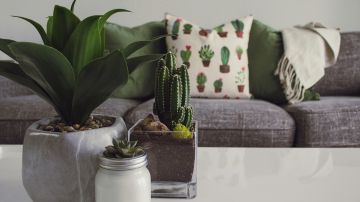 pexels-designecologist-1005058.jpeg