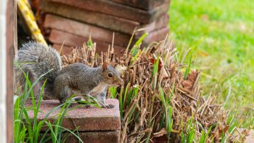 pexels-jay-brand-1763356224-34533420.jpeg